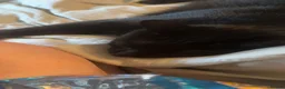 Bombay cats for sale: Shadow - Gentle playful boy - Advert 5