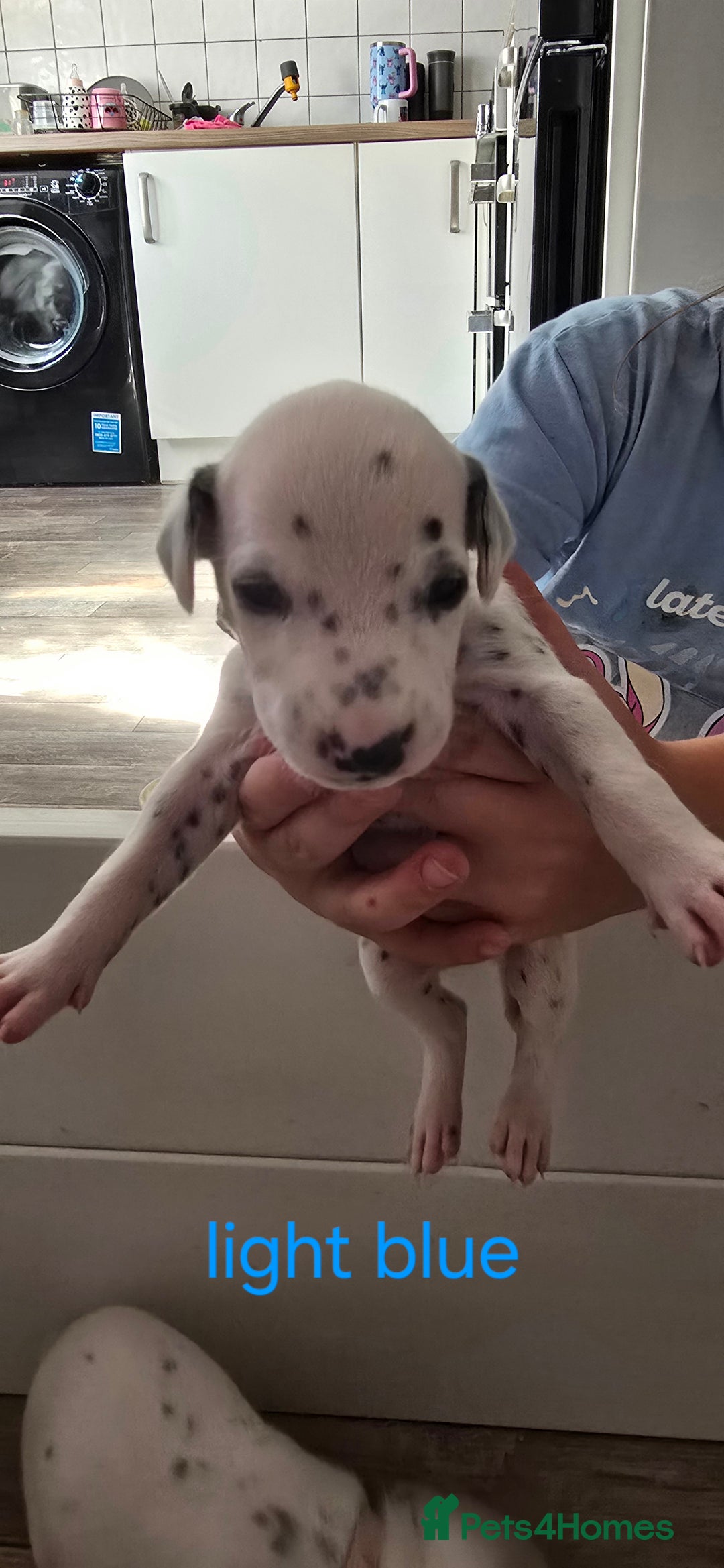 Dalmatian dogs for sale: Ready to leave 17th august in Banbury - Image 11