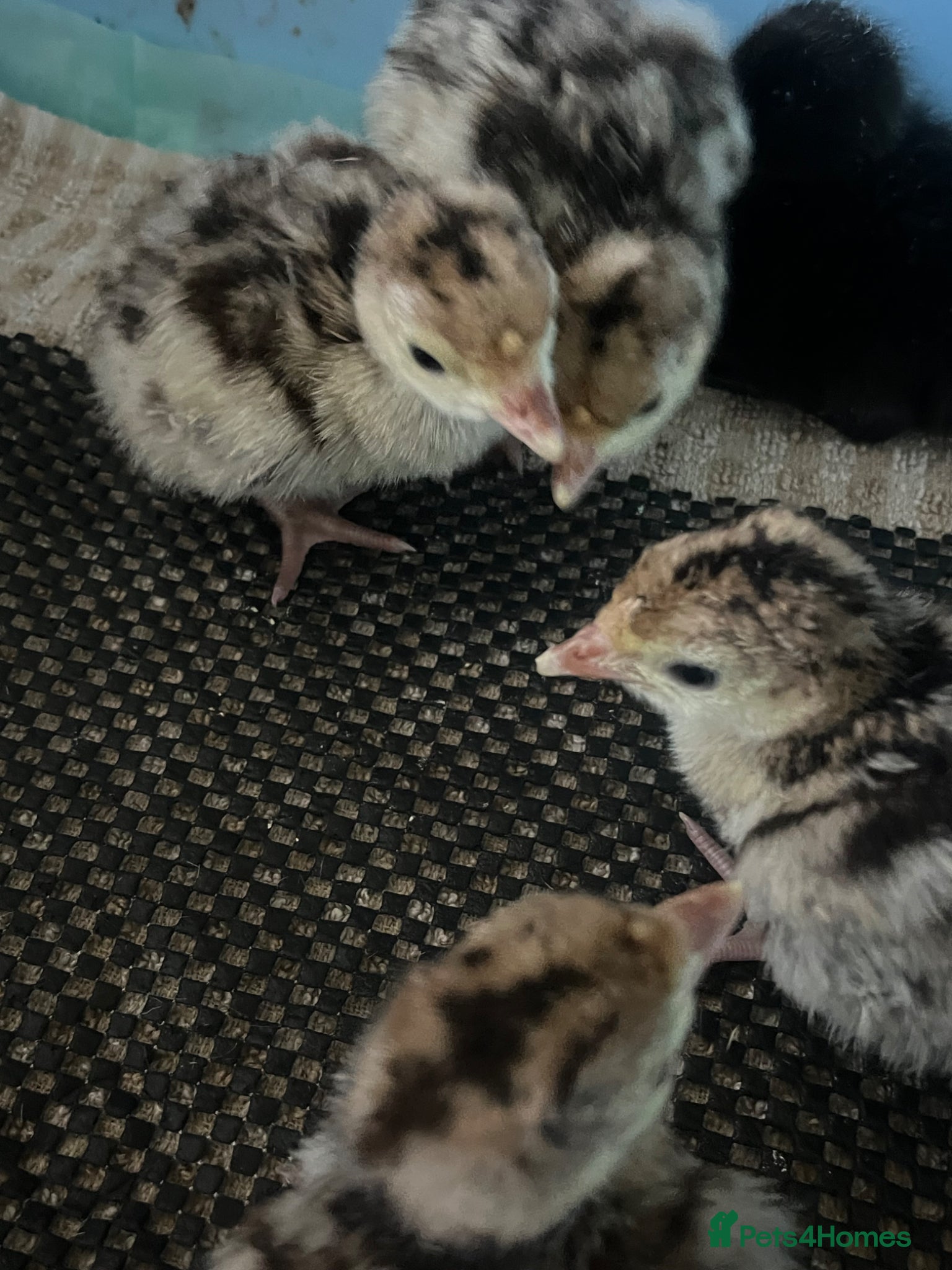 Turkeys poultry Day Old Bronze Turkey Poults - Advert 1