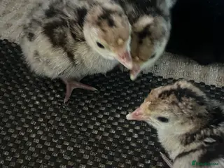 Turkeys poultry Day Old Bronze Turkey Poults - Advert 1