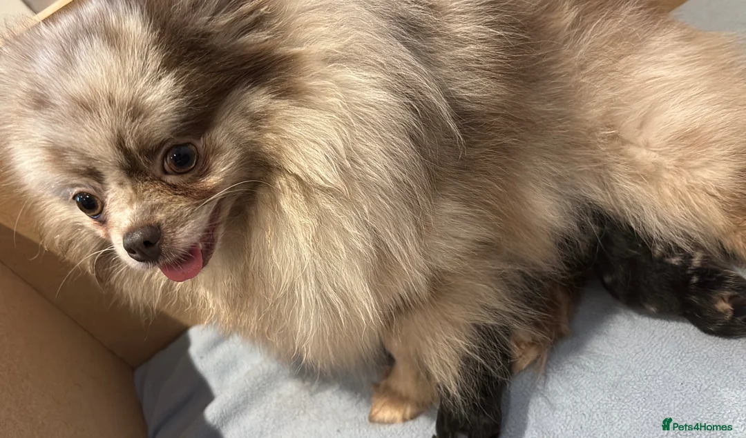 Pomeranian dogs for sale: 🐻 TINY TEDDY BEAR FLUFFY POMERANIAN PUPS 🐻 - Advert 19