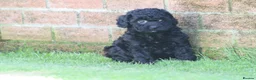 Cockapoo dogs for sale: Beautiful Cockapoo puppies for sale  in Llanelli - Advert 6