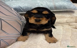 Cocker Spaniel dogs for sale: KC Reg Cocker Spaniel Puppies - Image 6
