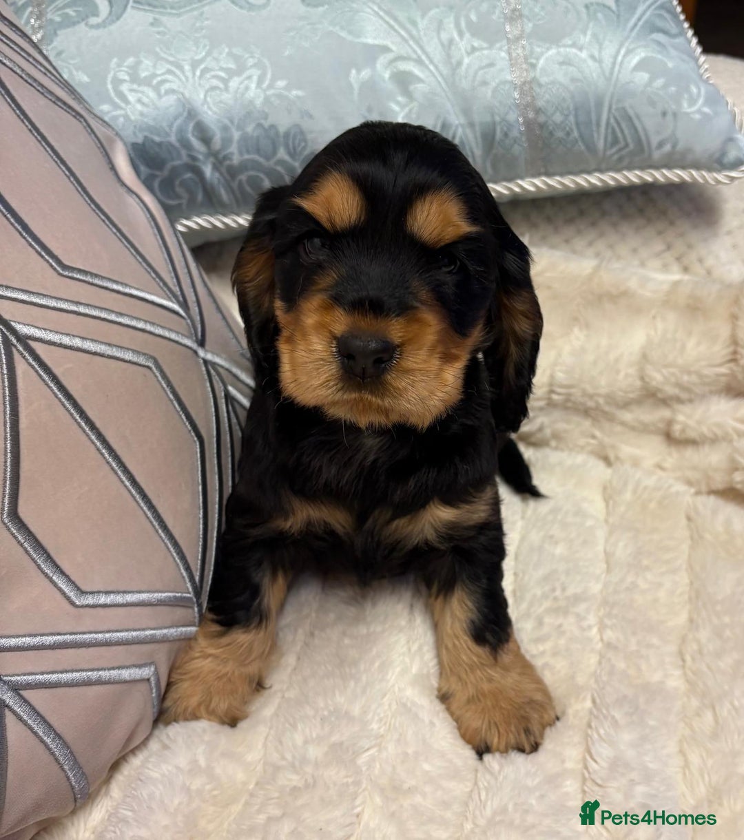 Cocker Spaniel dogs for sale: KC Reg Cocker Spaniel Puppies - Image 6