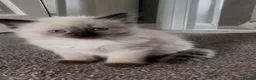 Ragdoll cats for sale: Beautiful Ragdolls  - Advert 3