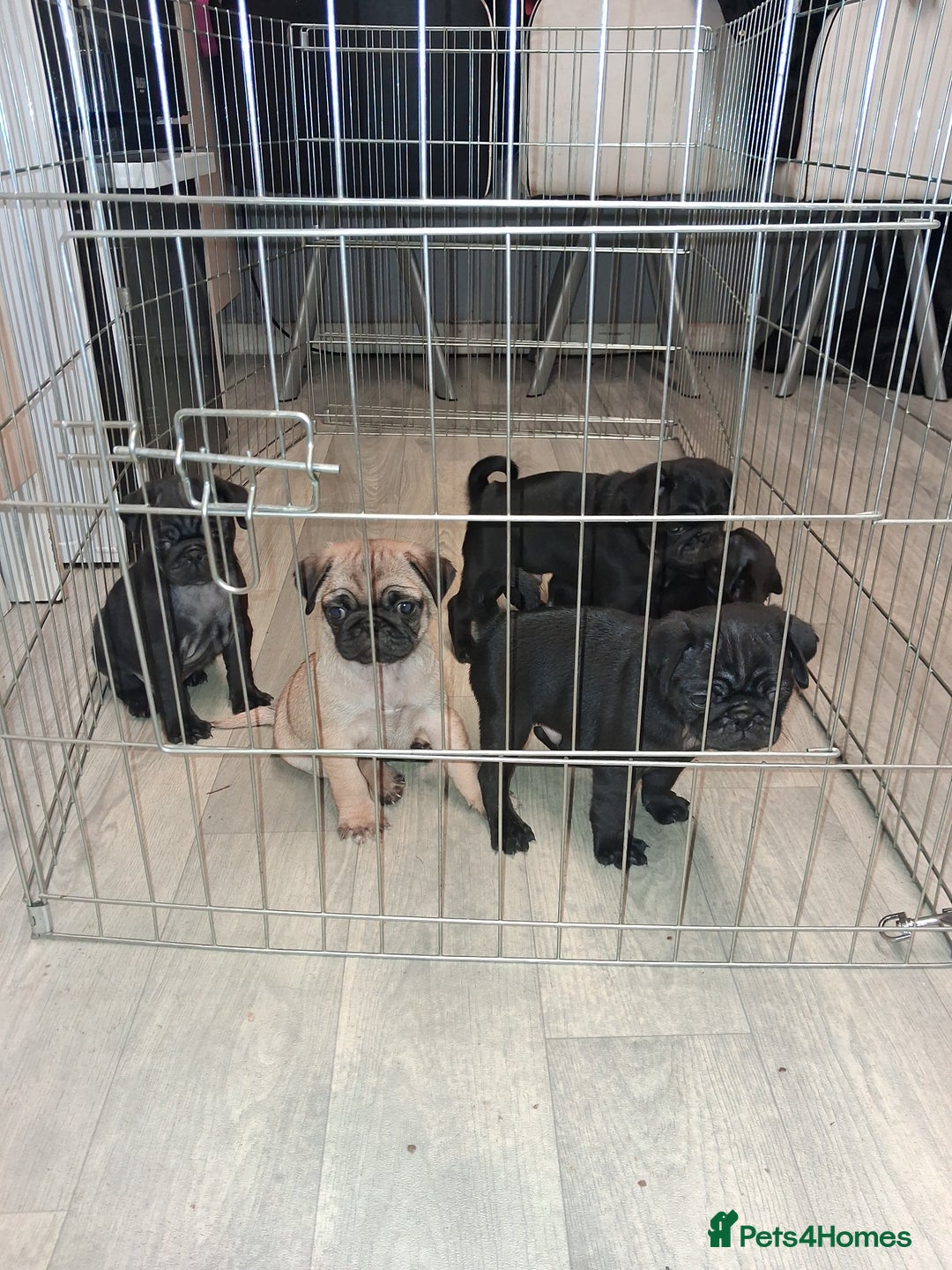 Pug dogs for sale: 5 adorable pug puppies for sale  - Advert 10