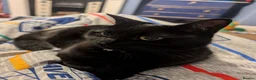Mixed Breed cats for sale: Beautiful female cat aged 3 in Yeovil - Advert 3