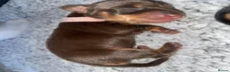 Miniature Dachshund dogs for sale: Beautiful litter of 5 girls - Advert 5
