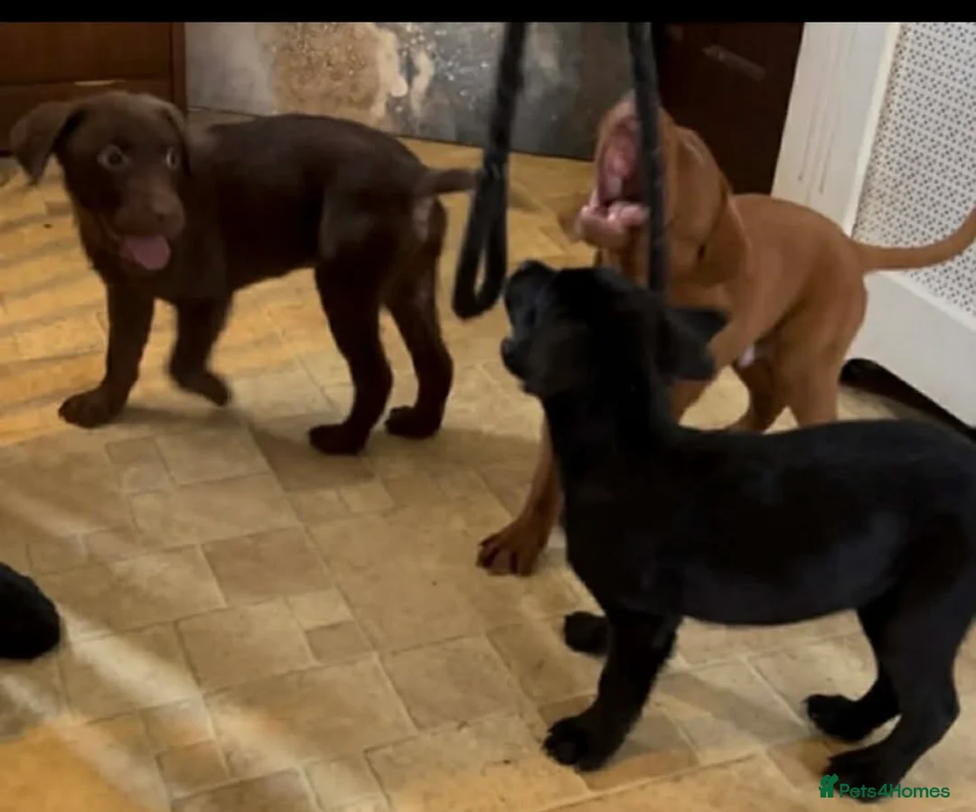 Labrador Retriever dogs for sale: Beautiful Labrador Puppies ready now - Advert 1