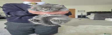 Maine Coon 1