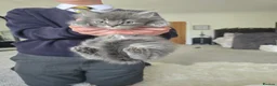 Maine Coon cats for sale: 3 beautiful maincoon kittens , - Advert 8