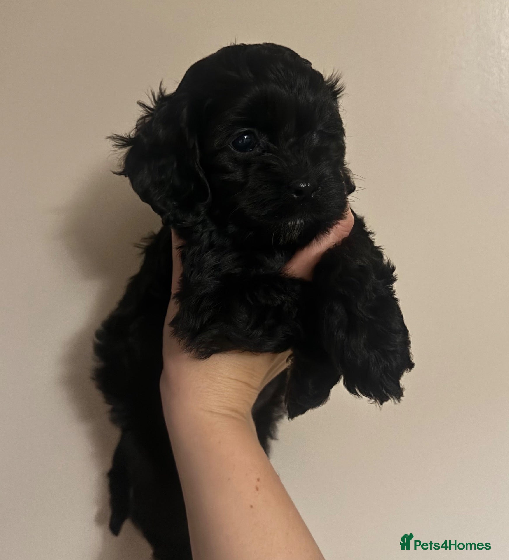 Cockapoo dogs for sale: Last Boy Available Now! F1 Miniature Cockapoo - Advert 19