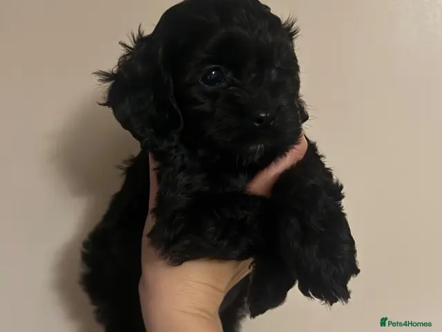 Cockapoo dogs for sale: Last Boy Available Now! F1 Miniature Cockapoo - Advert 9