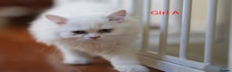 Persian cats for sale: persians all white 1 boy 2 girls - Advert 9