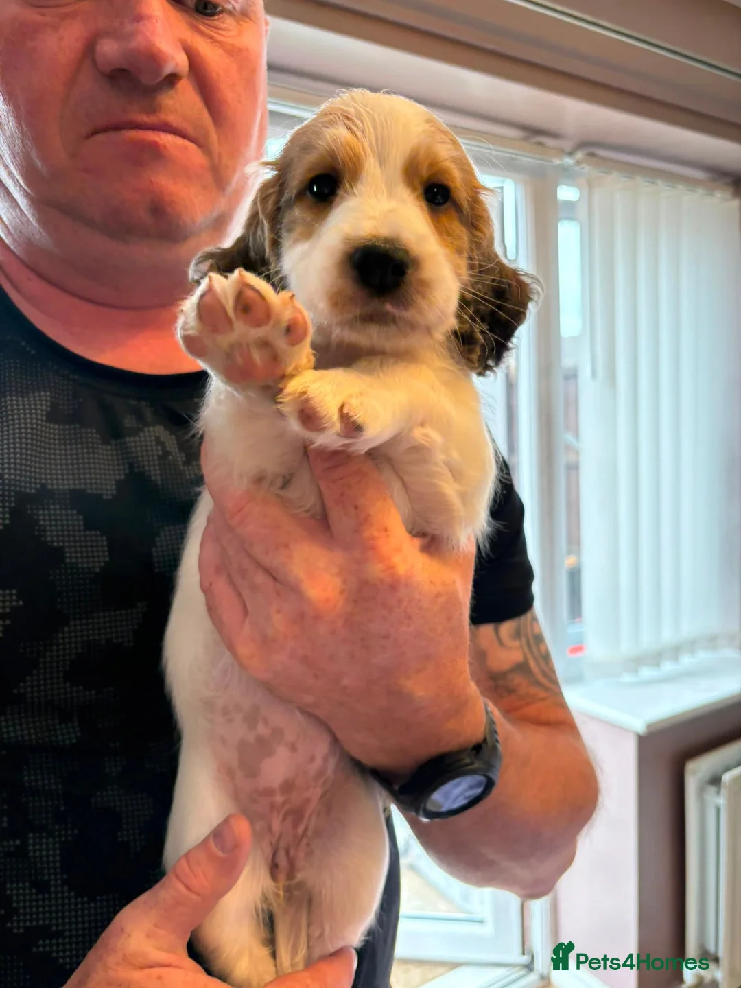 Sprocker dogs for sale: Gorgeous sprocker pups - Advert 2