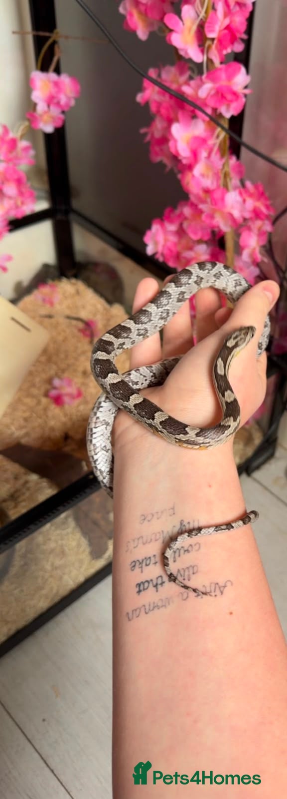 Corn Snake reptiles Female corn snake - Advert 6