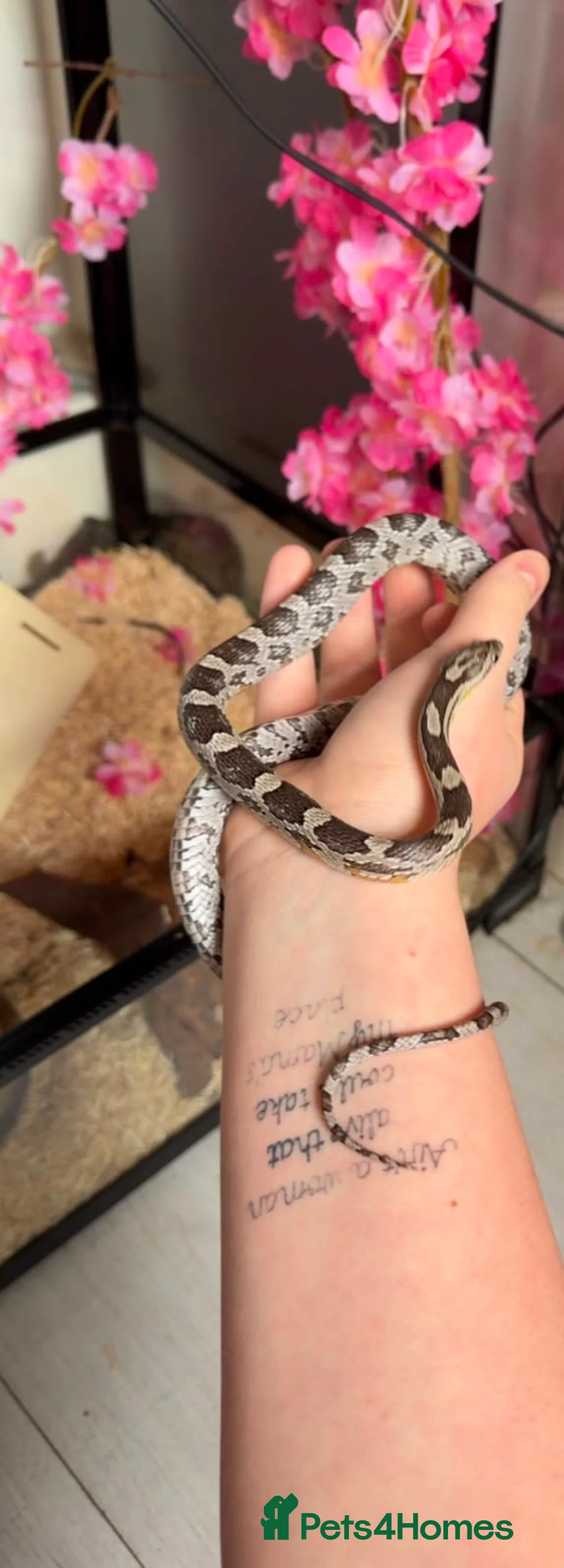 Corn Snake reptiles for sale: Female corn snake - Advert 1