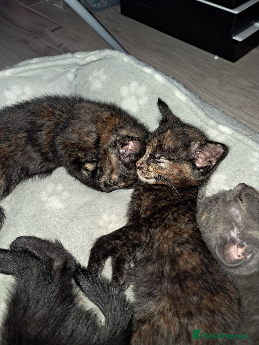 British Shorthair cats for sale: Gorgeous 8 week old kittens  - Image 2