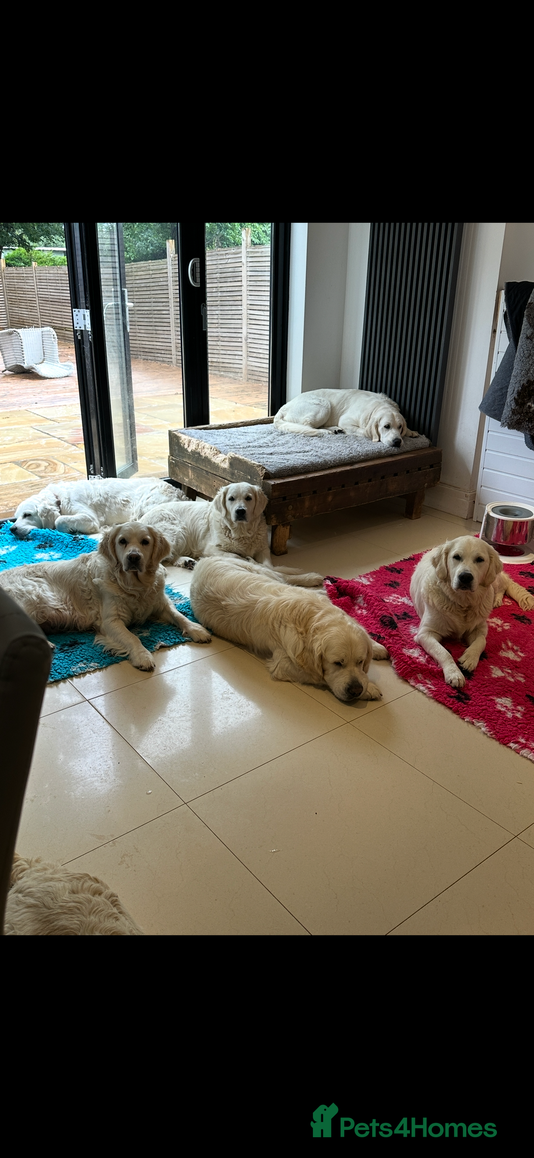 Golden Retriever dogs for sale: 4 Year Old Female Cream Golden Retriever  - Image 9