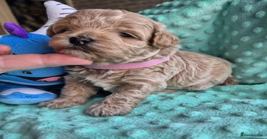 Maltipoo dogs 5 ⭐️ small Maltipoo’s puppy’s  - Advert 7