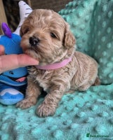 Maltipoo dogs 5 ⭐️ small Maltipoo’s puppy’s - Advert 7