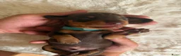 Miniature Dachshund dogs for sale: Beautiful Miniature Daschund Puppies  - Advert 6