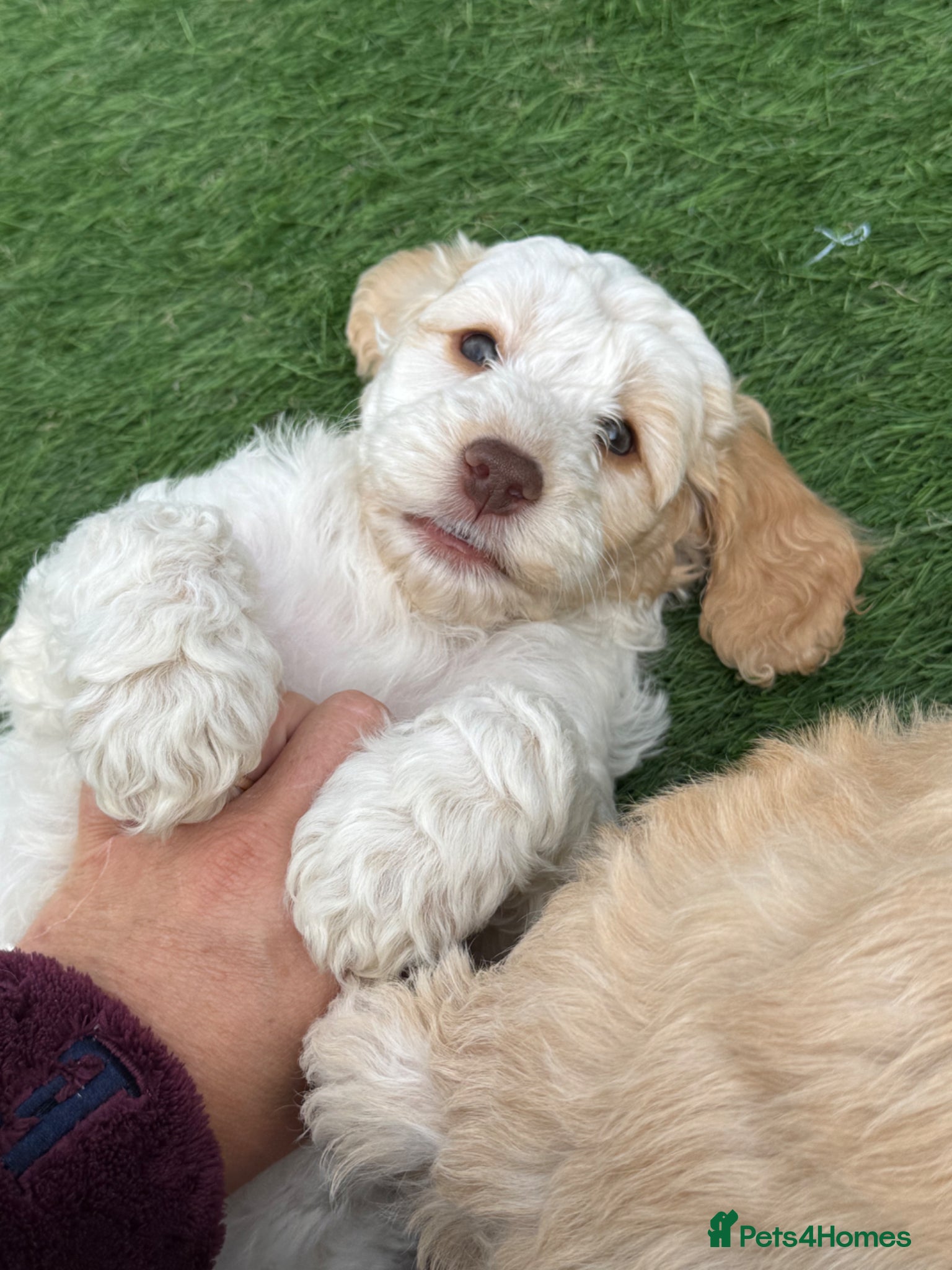 Cockapoo dogs  F1 cockapoo  puppies READY TO GO SOON ❤️ - Advert 17