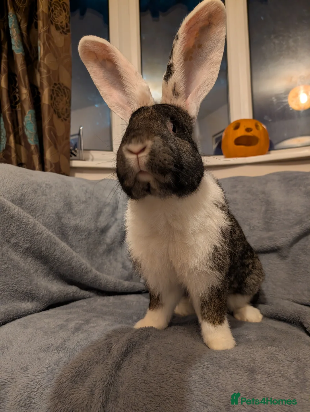 Continental Giant rabbits for sale: Continental giant Bunjovi - Advert 1