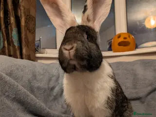 Continental Giant rabbits Continental giant Bunjovi - Advert 2