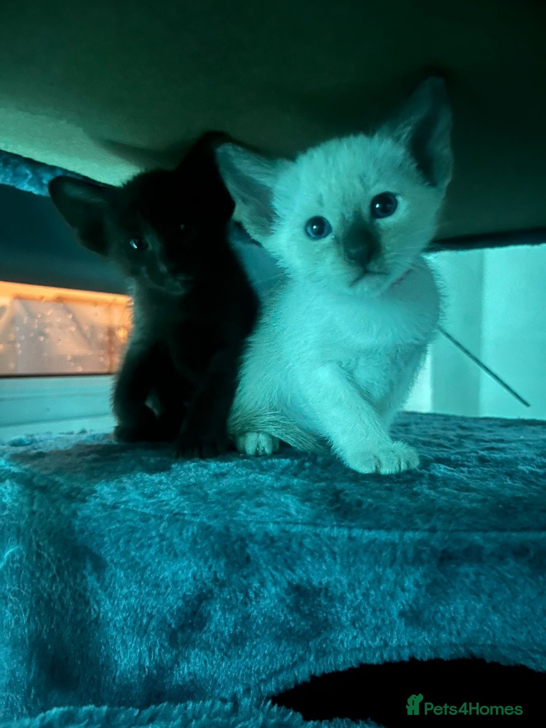 Siamese cats for sale: 6 little monkeys 🩷🩵 - Advert 10