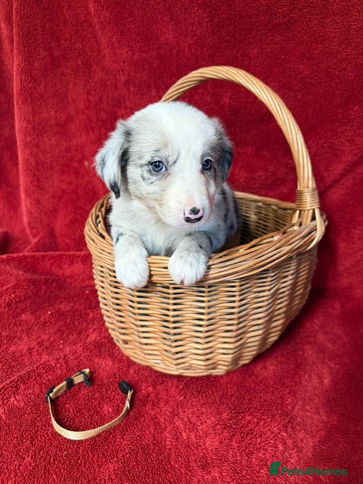 Border Collie dogs Lilac Merle pups and a black and white pup - Advert 2
