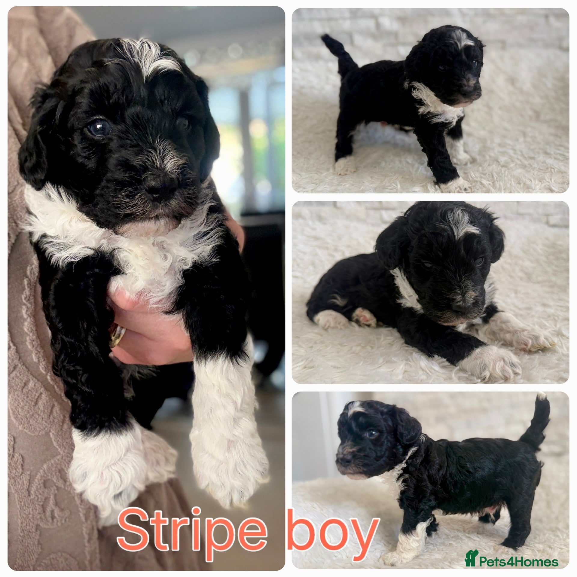 Mixed Breed dogs Fab❤️ Tibetan terrier X Miniature poodle puppies❤️ - Advert 2