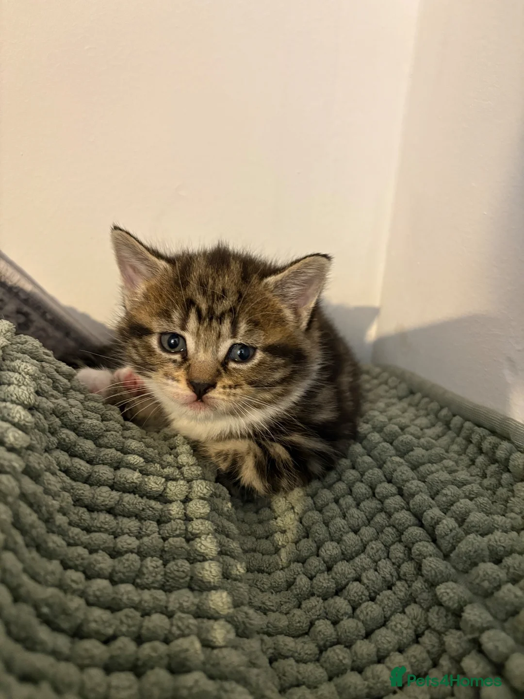 Domestic Shorthair cats for sale: domestic short hair kittens for sale  - Advert 2