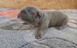 French Bulldog dogs for sale: 5 beautiful male french bulldog puppies  - Image 7