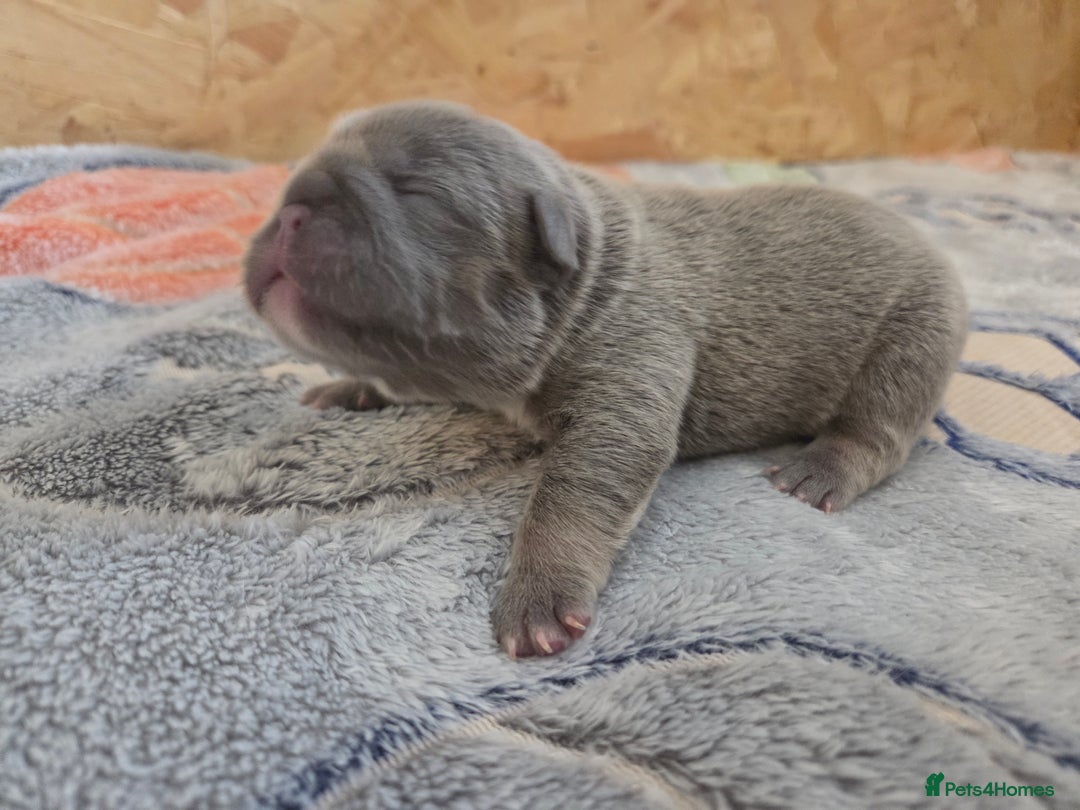 French Bulldog dogs for sale: 5 beautiful male french bulldog puppies  - Image 7