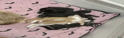 Mixed Breed cats for sale: Siamese Russian blue kittens  - Advert 2