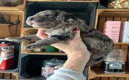 Bernedoodle dogs for sale: Standard Bernedoodle Blue Merle, Black White. - Image 32