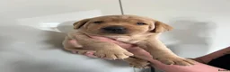 Labrador Retriever dogs for sale: KC Registered Fox Red Labrador Puppies - Advert 21