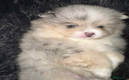Pomeranian dogs for sale: Rare Pomeranian blue eyed puppys - rare colours - Image 3