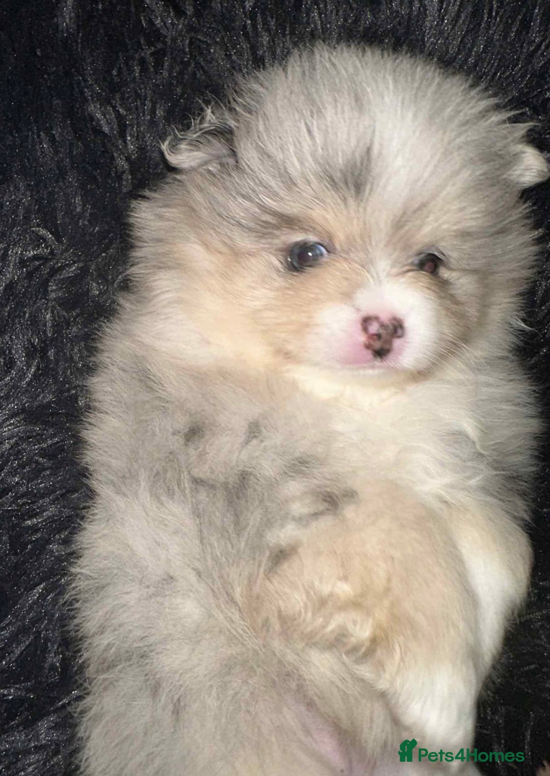 Pomeranian dogs for sale: Rare Pomeranian blue eyed puppys - rare colours - Image 3