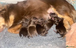 Chihuahua dogs for sale: ✨🐾 chihuahua pups 🐾✨ - Image 10