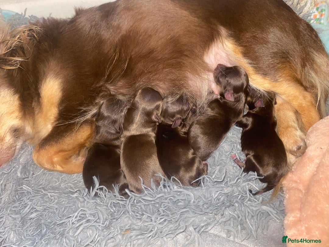 Chihuahua dogs for sale: ✨🐾 chihuahua pups 🐾✨ - Image 10
