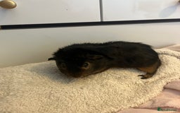Guinea Pig rodents for sale: Male guniea pigs for sale  - Image 3