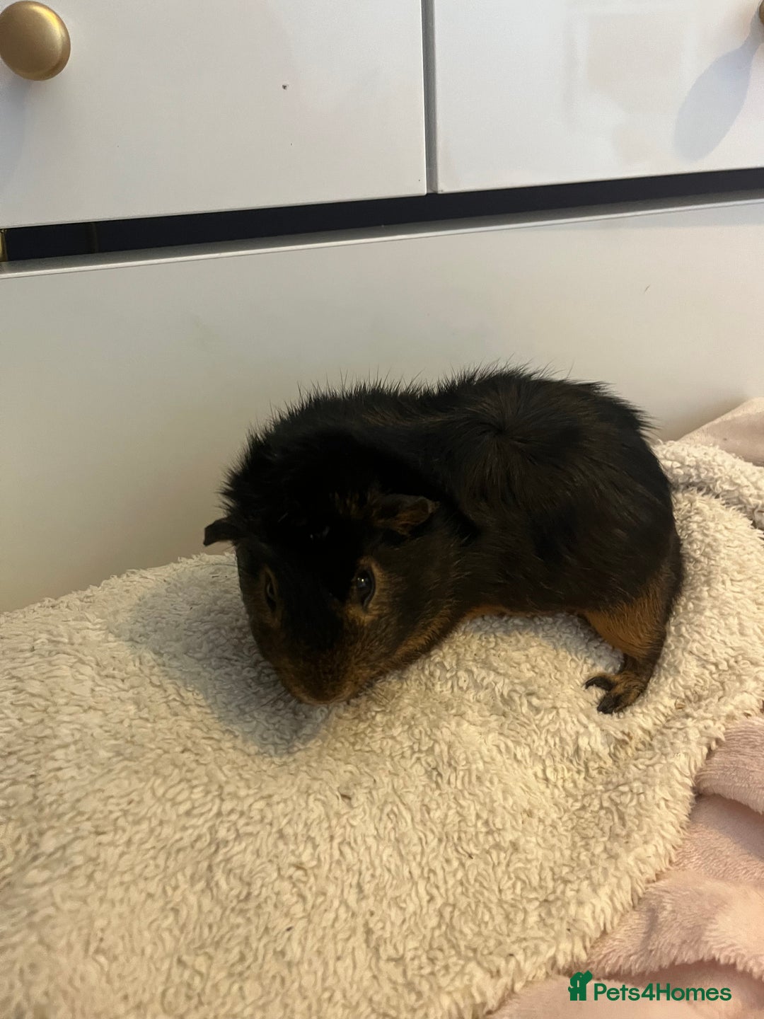 Guinea Pig rodents for sale: Male guniea pigs for sale  - Image 3