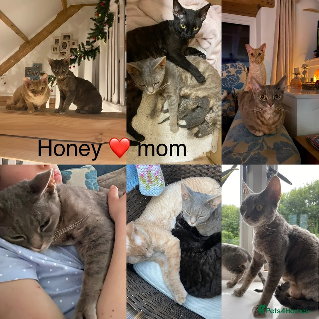 Devon Rex cats for sale: Outstanding kittens.  - Advert 2