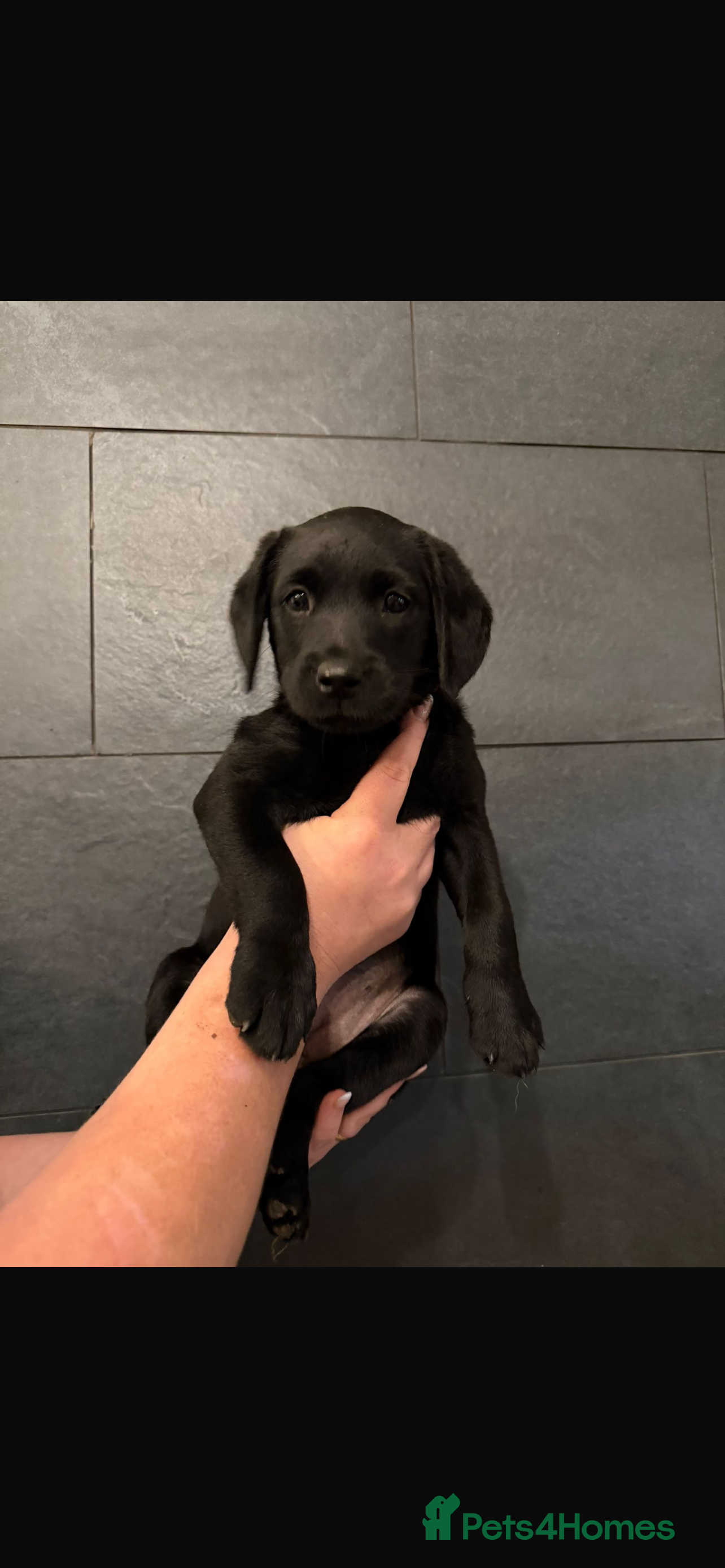 Labrador Retriever dogs Gorgeous Black Labrador puppy - 3 girls 2 boys  - Advert 2