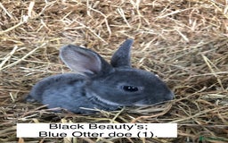 Rex rabbits for sale: Beautiful Pure Breed Velvet Mini Rex babies 🐰  - Image 8