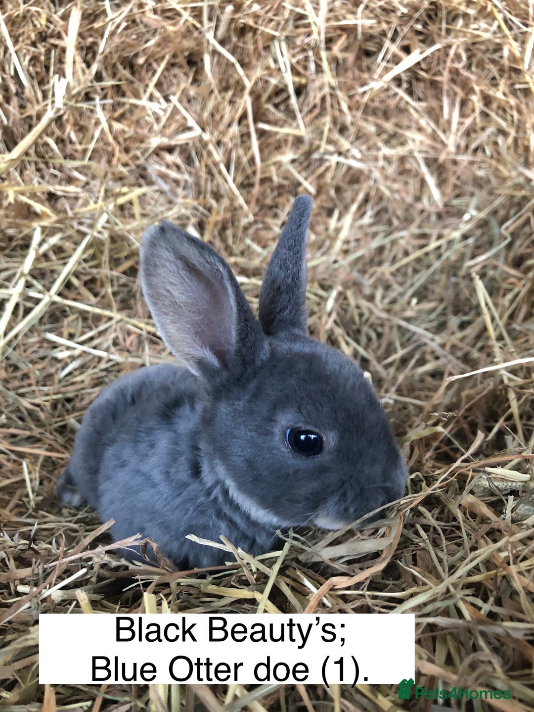 Rex rabbits for sale: Beautiful Pure Breed Velvet Mini Rex babies 🐰  - Image 8