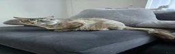 Ragdoll cats for sale: Proven Ragdoll Stud for sale - Advert 8
