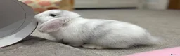 Mini Lop rabbits for sale: 3 pure bred mini lops - Advert 13